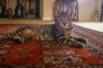 Oriental rug cleaning in Melrose by HypoGreen InstaClean