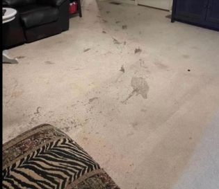 Before & After Carpet Cleaning in Nashville, TN (1)
